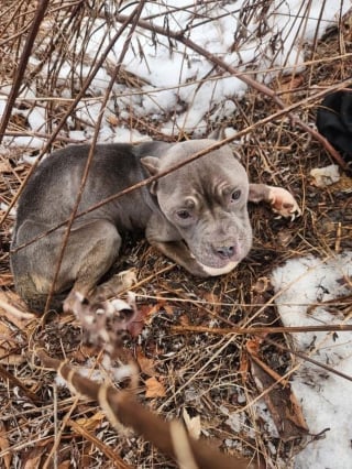 Illustration de l'article : Une chienne abandonnée dans le froid et trop faible pour bouger est repérée juste à temps par un congénère pour être emmené aux urgences