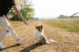 Illustration de l'article : 5 activités à partager avec son chien au printemps