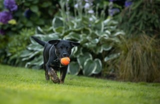 Illustration de l'article : 5 activités à partager avec son chien au printemps