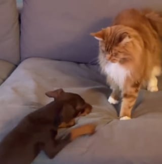 Illustration de l'article : Un chat confus face à l'énergie débordante du nouveau chiot de la famille finit par se prêter au jeu (vidéo)