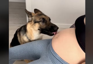 Illustration de l'article : Une chienne veille tendrement sur sa maîtresse enceinte et attend l'arrivée du bébé avec impatience (vidéo)