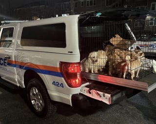 Illustration de l'article : 14 chiots entassés et abandonnés dans une cage découvrent que le bonheur est toujours possible 