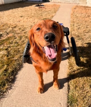 Illustration de l'article : L’immense joie d’un propriétaire qui voit son chien paralysé se tenir debout pendant quelques secondes (vidéo)