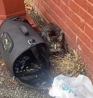 Illustration de l'article : Retrouvé dans un parc avec sa cage de transport, un chat affamé apprend à faire confiance au sein de sa famille d’accueil (vidéo)