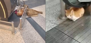 Illustration de l'article : Un chat terrifié par son abandon à l'aéroport se cache sous un escalator jusqu'à l'intervention d'une vétérinaire (vidéo)