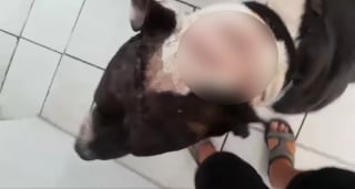 Illustration de l'article : Un chien trouve la force de rebondir et ne perd pas confiance en l'humain malgré l'attaque à la machette dont il a été victime (vidéo)