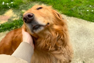 Illustration de l'article : Sauvée du commerce de viande canine, cette adorable chienne mène la vie merveilleuse qu’elle mérite