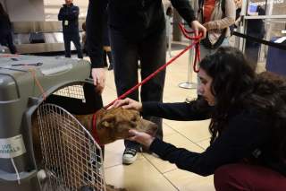 Illustration de l'article : Trouvé errant et désorienté, ce chien n’avait aucune chance de survie avant de tomber sur ses sauveurs