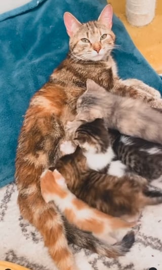 Illustration de l'article : Abandonnés par leur famille, ces 6 chatons trouvent enfin refuge chez une amoureuse des animaux, où leur vie prend un tournant heureux