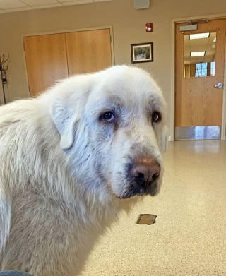 Illustration de l'article : Un Patou perd un être cher lors d'un accident de la route et erre pendant des semaines avant de trouver refuge dans la grange d'une famille