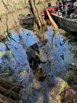 Illustration de l'article : Un chien introuvable depuis une semaine et coincé au bord d'une rivière est repéré par des passants juste à temps