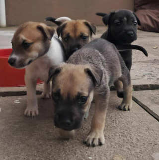 Illustration de l'article : Face à la vente à la sauvette de chiots en sale état, cette bénévole intervient pour leur offrir une nouvelle chance