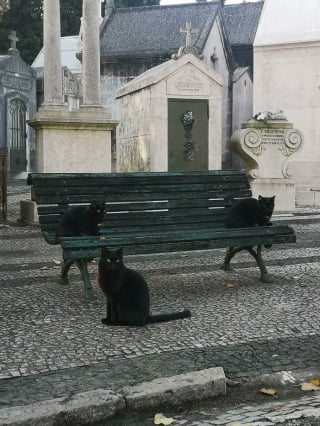 Illustration de l'article : 20 photos de chats qui ont décidé qu’un cimetière était le meilleur endroit pour flâner