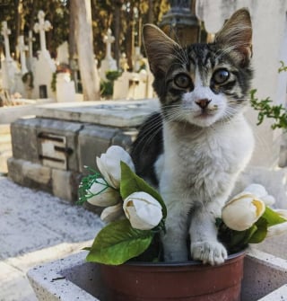 Illustration de l'article : 20 photos de chats qui ont décidé qu’un cimetière était le meilleur endroit pour flâner