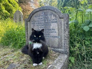 Illustration de l'article : 20 photos de chats qui ont décidé qu’un cimetière était le meilleur endroit pour flâner