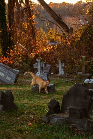 Illustration de l'article : 20 photos de chats qui ont décidé qu’un cimetière était le meilleur endroit pour flâner