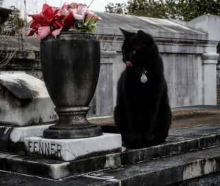 Illustration de l'article : 20 photos de chats qui ont décidé qu’un cimetière était le meilleur endroit pour flâner