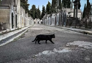 Illustration de l'article : 20 photos de chats qui ont décidé qu’un cimetière était le meilleur endroit pour flâner