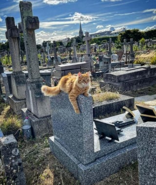 Illustration de l'article : 20 photos de chats qui ont décidé qu’un cimetière était le meilleur endroit pour flâner