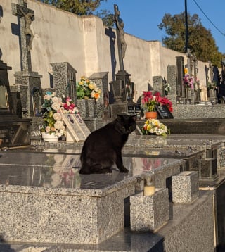 Illustration de l'article : 20 photos de chats qui ont décidé qu’un cimetière était le meilleur endroit pour flâner