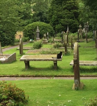 Illustration de l'article : 20 photos de chats qui ont décidé qu’un cimetière était le meilleur endroit pour flâner