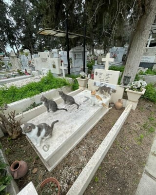 Illustration de l'article : 20 photos de chats qui ont décidé qu’un cimetière était le meilleur endroit pour flâner