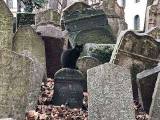 Illustration de l'article : 20 photos de chats qui ont décidé qu’un cimetière était le meilleur endroit pour flâner