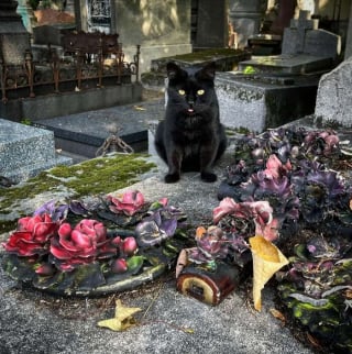 Illustration de l'article : 20 photos de chats qui ont décidé qu’un cimetière était le meilleur endroit pour flâner