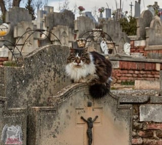 Illustration de l'article : 20 photos de chats qui ont décidé qu’un cimetière était le meilleur endroit pour flâner