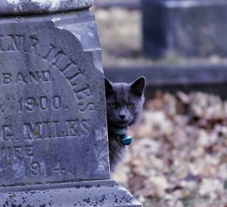 Illustration de l'article : 20 photos de chats qui ont décidé qu’un cimetière était le meilleur endroit pour flâner