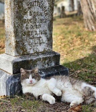 Illustration de l'article : 20 photos de chats qui ont décidé qu’un cimetière était le meilleur endroit pour flâner