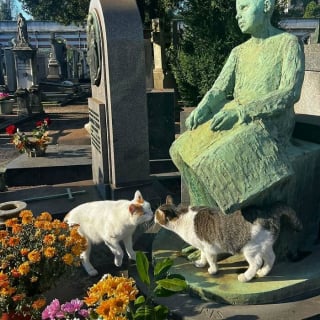 Illustration de l'article : 20 photos de chats qui ont décidé qu’un cimetière était le meilleur endroit pour flâner