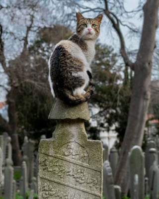 Illustration de l'article : 20 photos de chats qui ont décidé qu’un cimetière était le meilleur endroit pour flâner