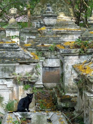 Illustration de l'article : 20 photos de chats qui ont décidé qu’un cimetière était le meilleur endroit pour flâner