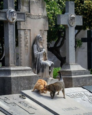 Illustration de l'article : 20 photos de chats qui ont décidé qu’un cimetière était le meilleur endroit pour flâner