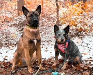 Illustration de l'article : Guidé par son 6ème sens, ce chien détecte un grave danger qui menace son meilleur ami canin (vidéo) 