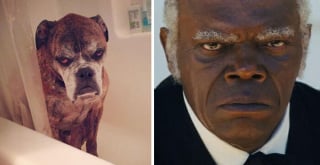 Illustration de l'article : 9 photos de chiens qui ressemblent comme deux gouttes d’eau à certaines célébrités 