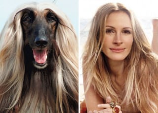 Illustration de l'article : 9 photos de chiens qui ressemblent comme deux gouttes d’eau à certaines célébrités 