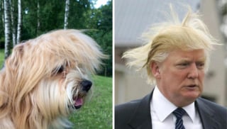 Illustration de l'article : 9 photos de chiens qui ressemblent comme deux gouttes d’eau à certaines célébrités 