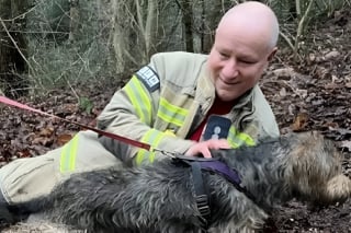 Illustration de l'article : Bloqué dans un tuyau d’évacuation, ce chien parvient à se libérer grâce à… l’odeur d’une saucisse