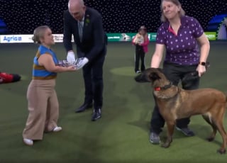 Illustration de l'article : Une chienne ayant fait partie de la police et perdu une patte lors d'une mission reçoit une prestigieuse récompense