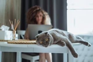 Illustration de l'article : 8 astuces pour vous assurer que n’importe quel chat appréciera votre présence