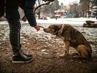 Illustration de l'article : 5 choses à éviter si vous ne voulez pas briser le cœur de votre chien