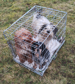 Illustration de l'article : Une promeneuse découvre 3 chiens abandonnés dans une cage en pleine nature et le comportement du propriétaire suscite l'indignation