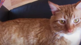 Illustration de l'article : 11 ans après sa disparition, un homme retrouve son chat disparu grâce à sa micropuce (vidéo)