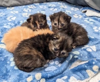 Illustration de l'article : 4 chatons nés dans un garage et aussitôt abandonnés par leur mère surmontent ce mauvais départ grâce au renfort d'autres animaux attentionnés