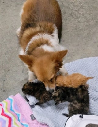 Illustration de l'article : 4 chatons nés dans un garage et aussitôt abandonnés par leur mère surmontent ce mauvais départ grâce au renfort d'autres animaux attentionnés