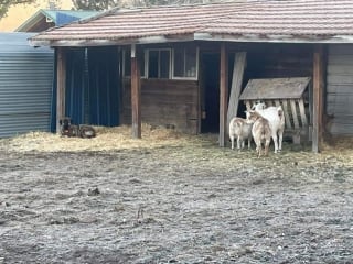 Illustration de l'article : Un couple de fermiers oublie de fermer son portail et découvre un chien errant au milieu de son troupeau, comme s’il les avait choisis