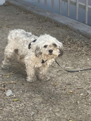 Illustration de l'article : Trouvée attachée en plein soleil, cette adorable chienne a attendu toute une journée pour être sauvée in extremis