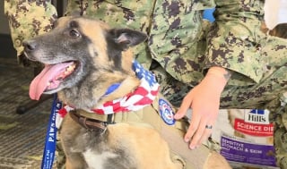 Illustration de l'article : Réformé de l’armée suite à une blessure, cet ancien chien militaire retrouve son ancien maître-chien après un an et demi de séparation